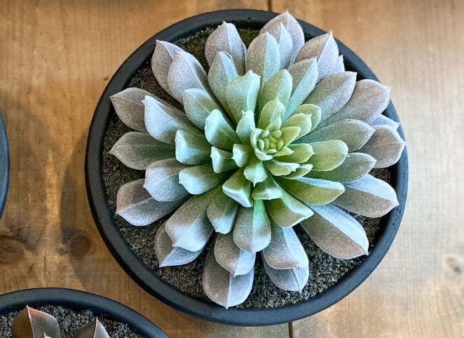 Assorted Succulent In Matte Bowls