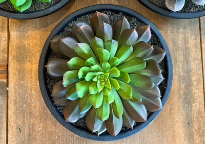 Assorted Succulent In Matte Bowls